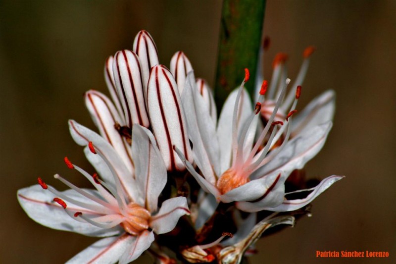 Flores y pistilos