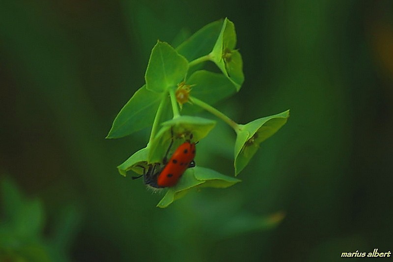 rojo sobre verde