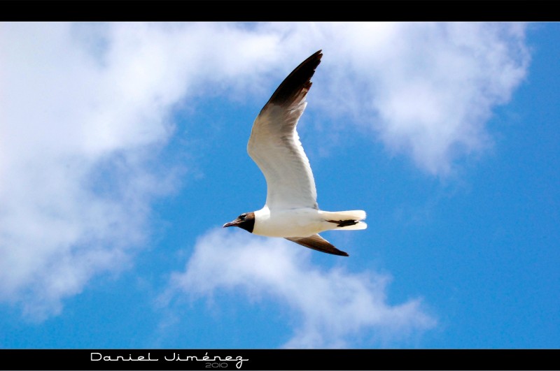 Libertad