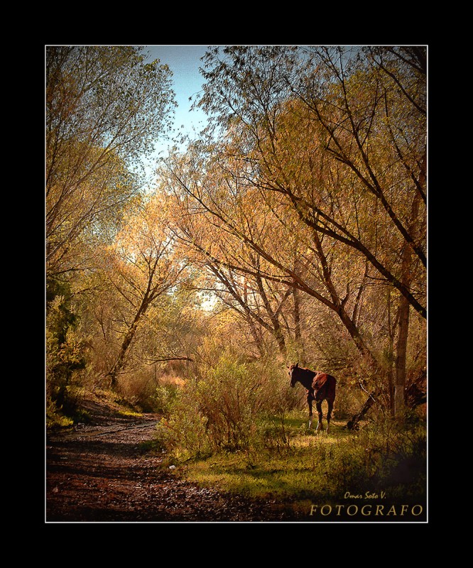 camino al pueblo.