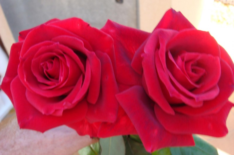 Rosas para Rosaria
