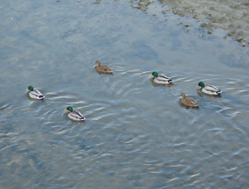 Patos en el ro Manzanares