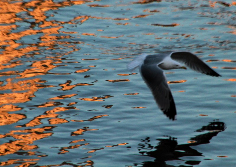 vuelo al atardecer