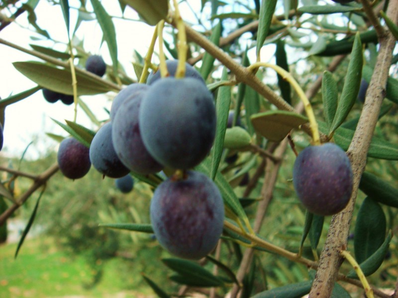 ACEITUNAS