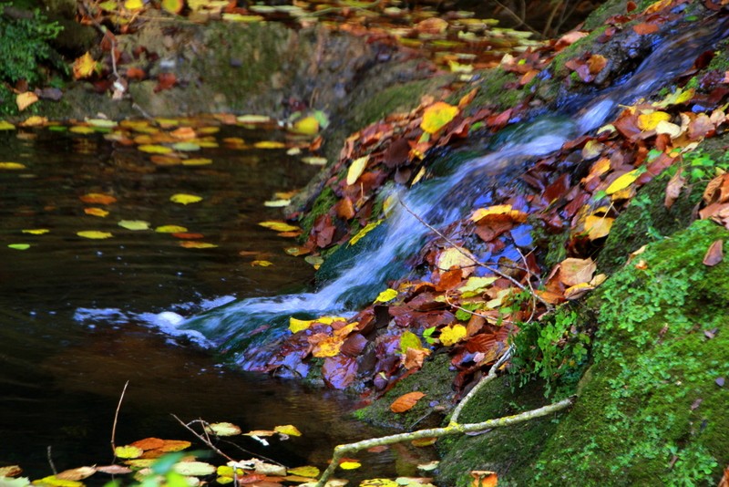 torrente de hojas