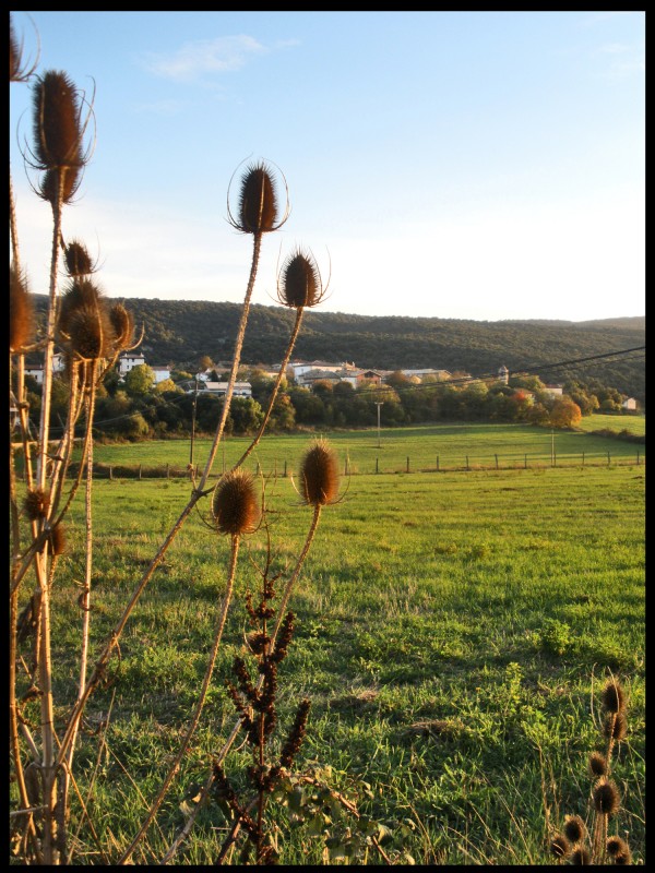 campo