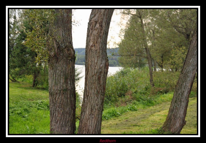 El lago de Olsina atravs de los rboles