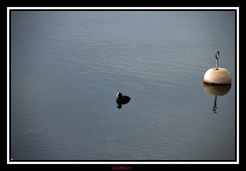 Pato solitario junto a una boya