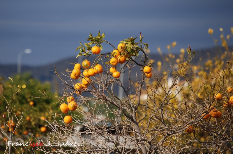 Sin hojas pero con naranjas