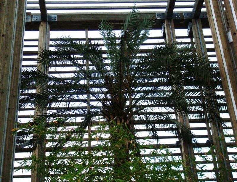 Palmera protegida