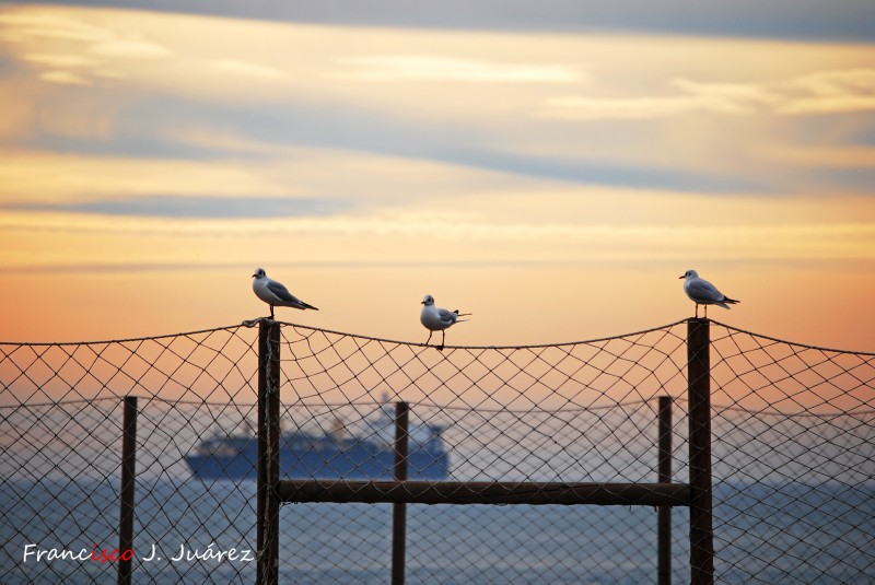 Tres gaviotas