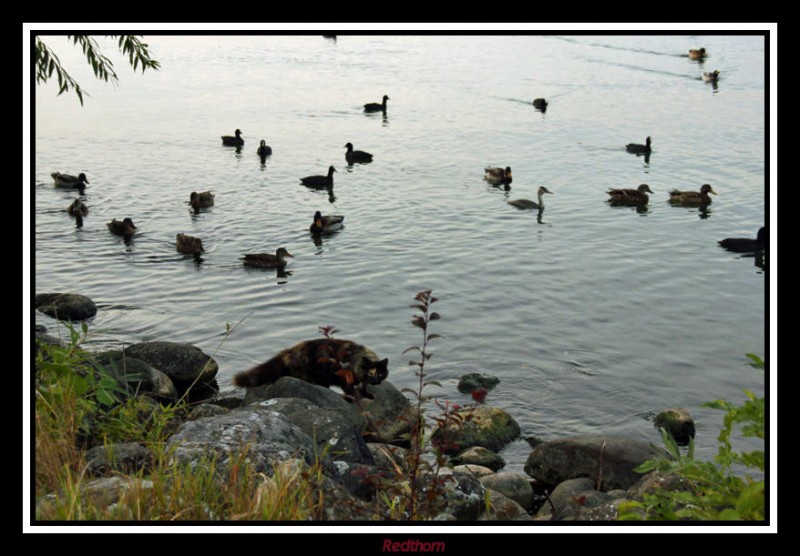 El lago Lemn con patos y un gato