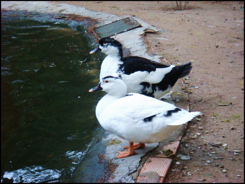 Dos patos atentos