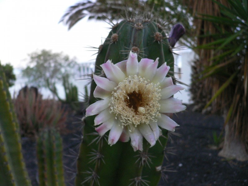 Flor de Cactus