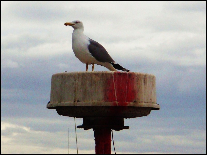 Vigilando el puerto