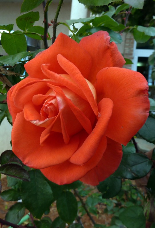 Rosa bicolor 02