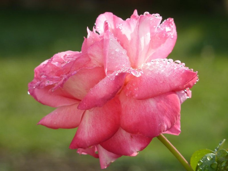 Rosa de agua