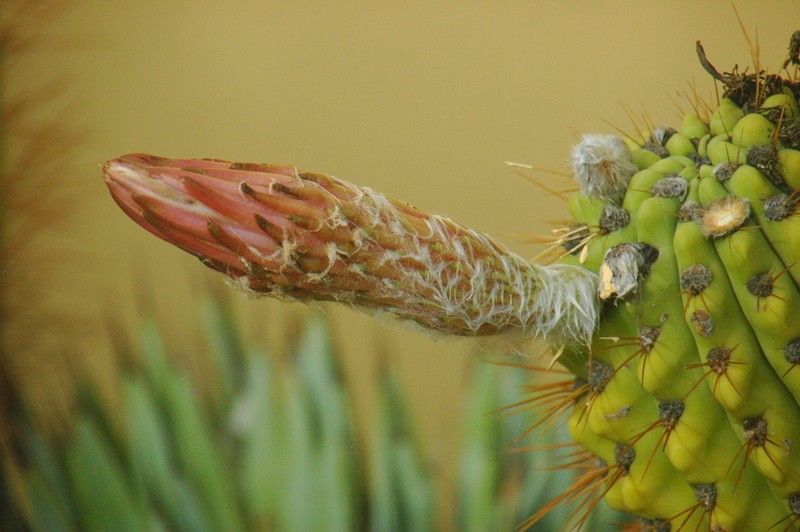 Futuro cactus