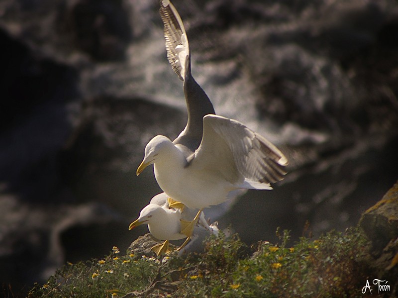 Gaviotas210