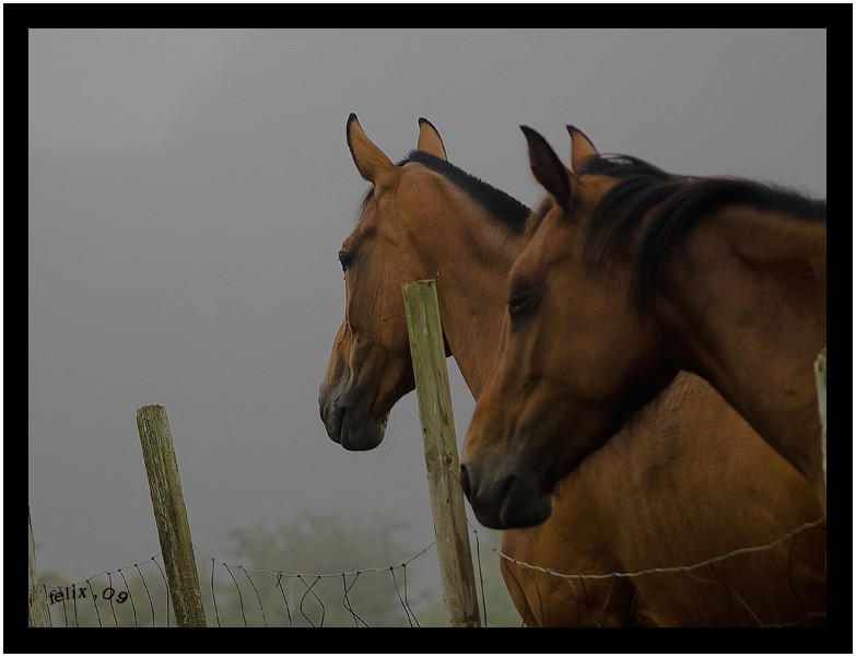 zaldikoak--caballos