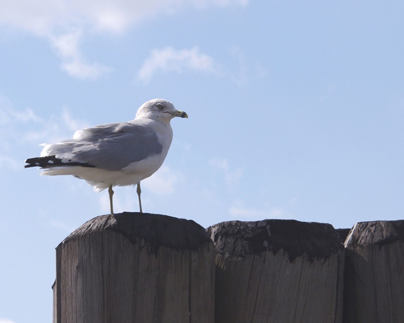 GAVIOTA