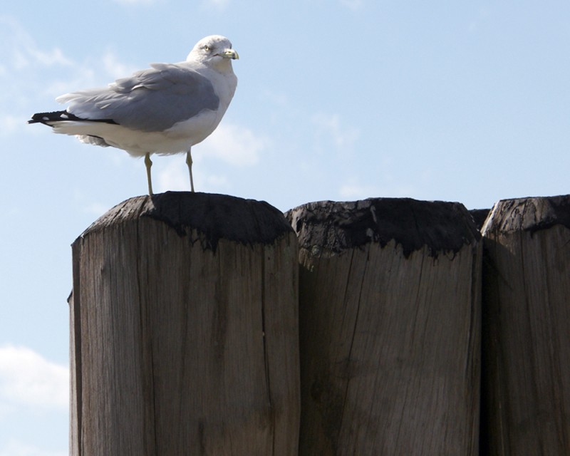 GAVIOTA 1