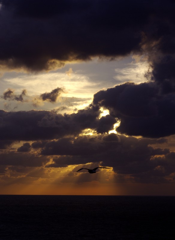 Gaviota al amanecer