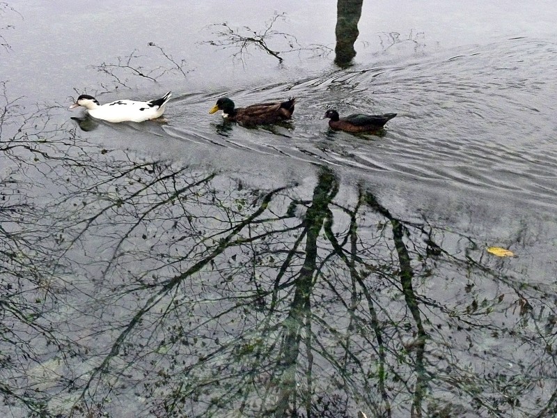 Aves y reflejos