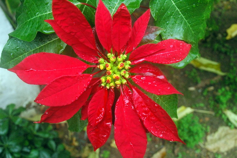 Flor de Navidad