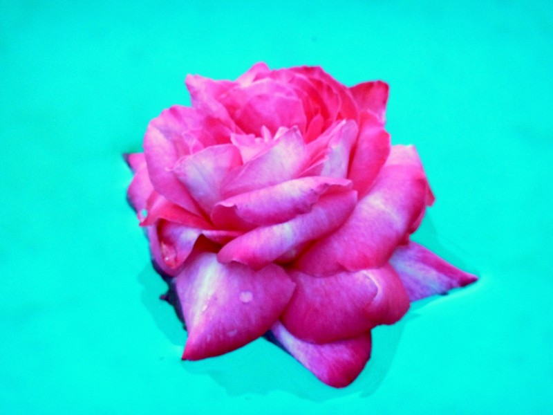 Rosa sobre azul
