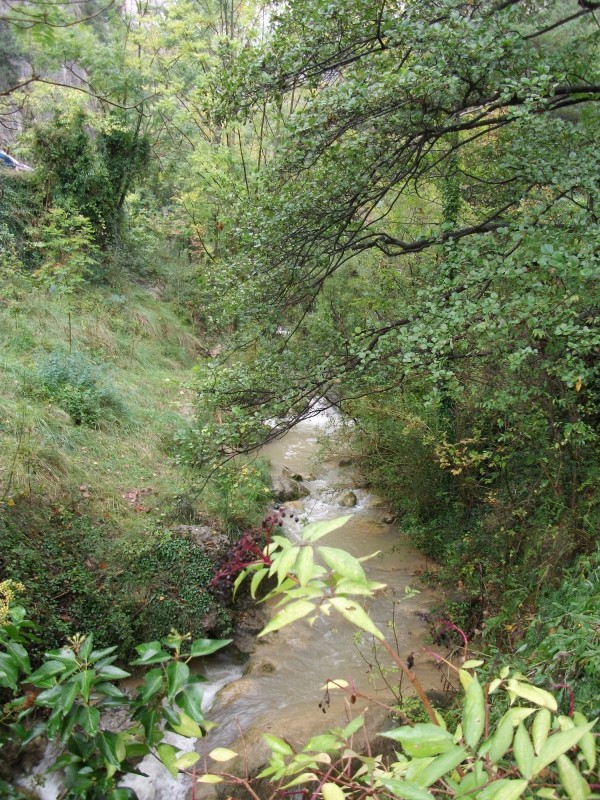 bosc de Queralt