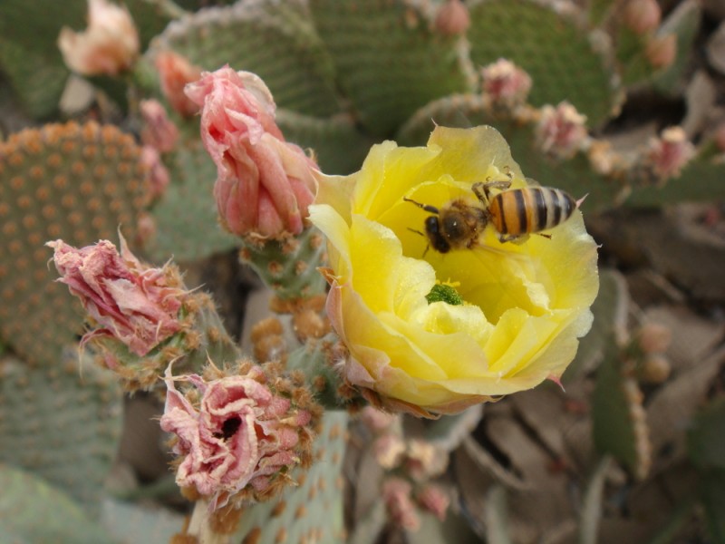 La ultima flor...