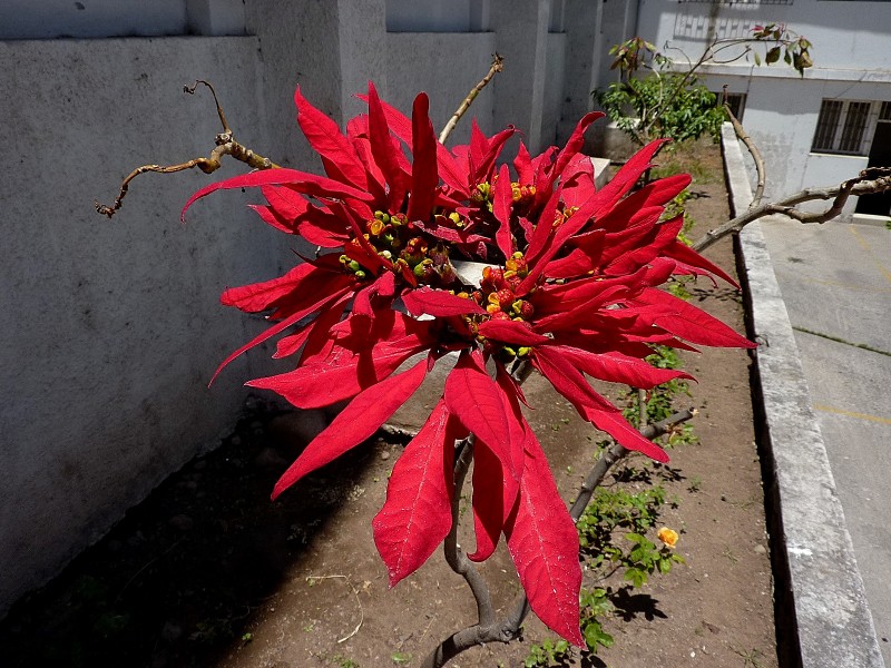 Flor del inca