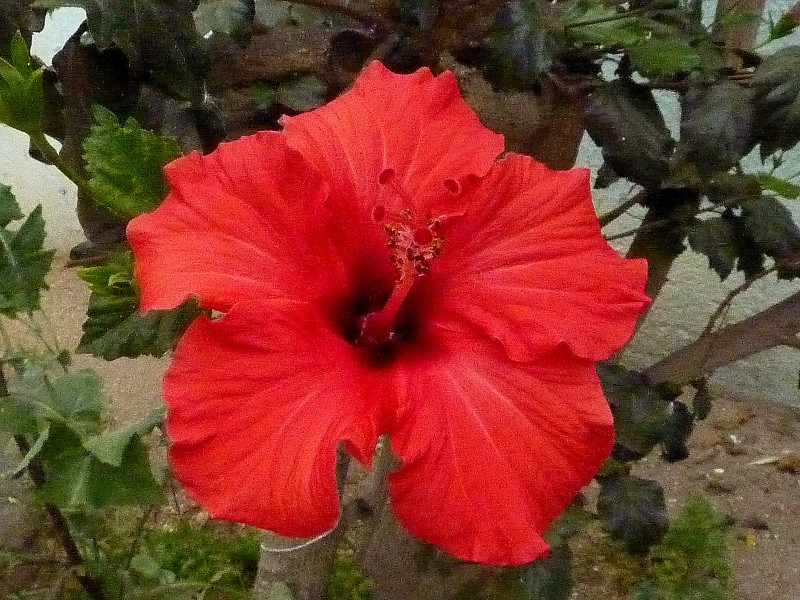 Hibisco rojo