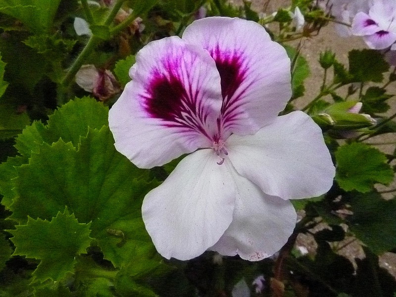 Flor del Cardenal