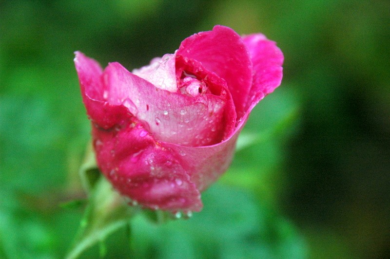 Despues de la lluvia