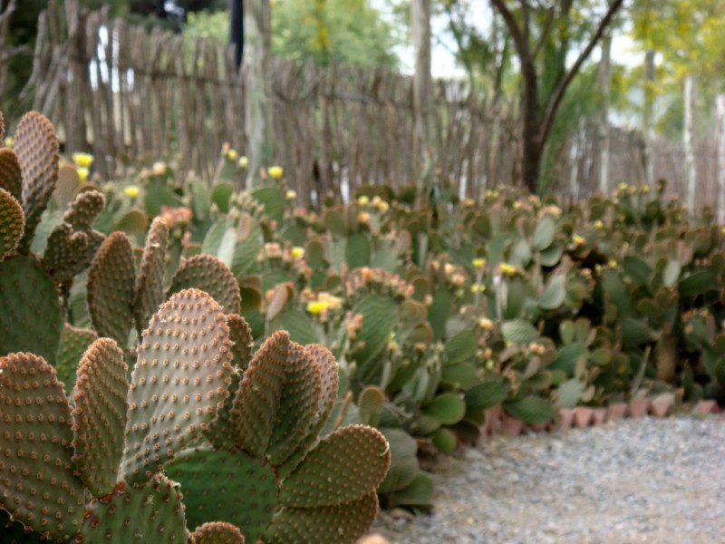 Nopal Mexicano