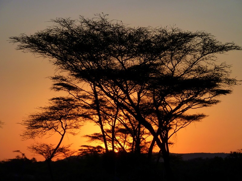 acacias de fuego