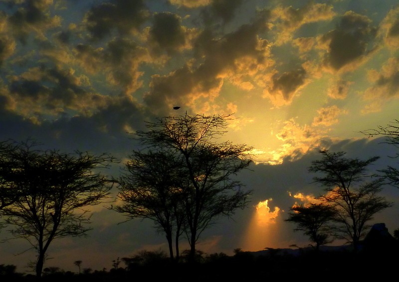 amanecer en la sabana