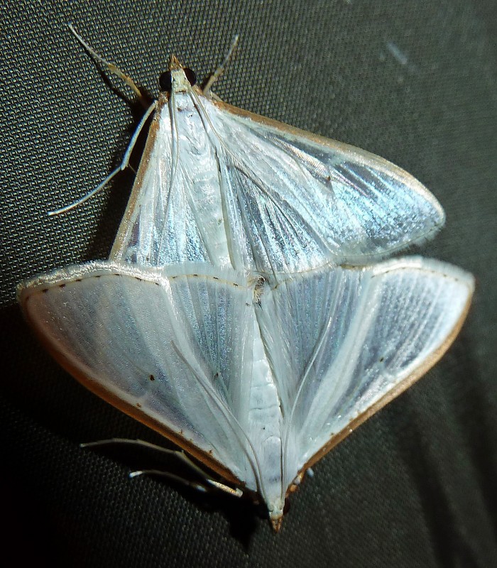 Mariposas Brillantes