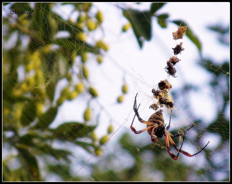 Arcnida acrbata