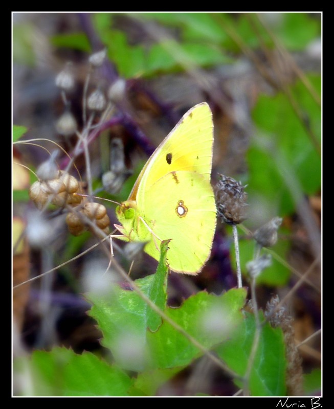 Mi primera mariposa