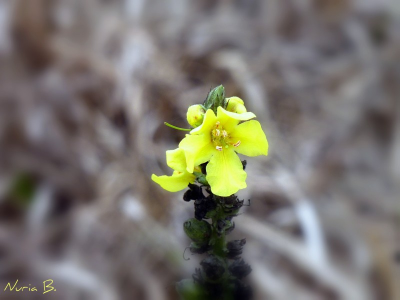 La flor