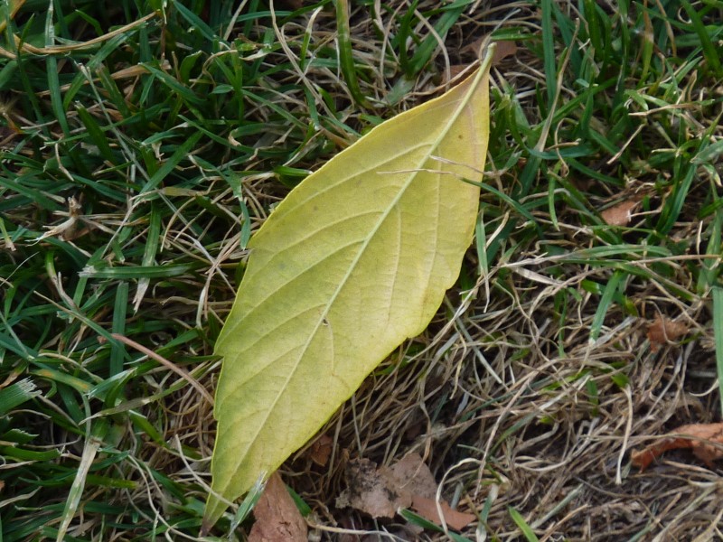 La hoja en el pasto