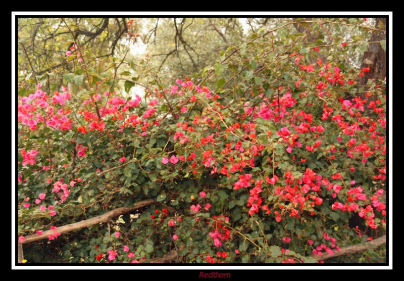 Profusin de flores en el valle de los templos