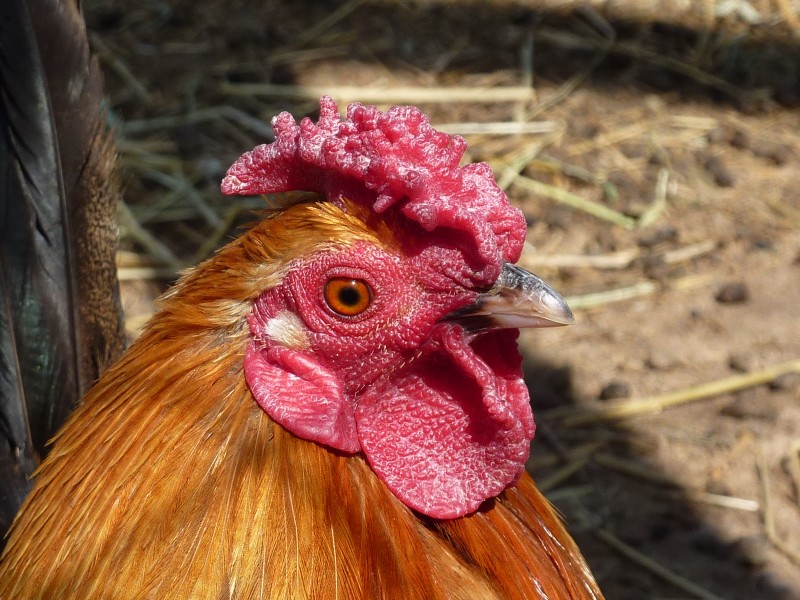 Guapo el gallo