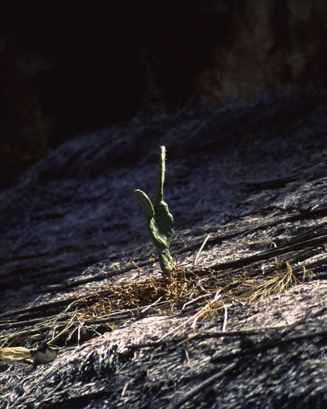 NOPAL VIVO