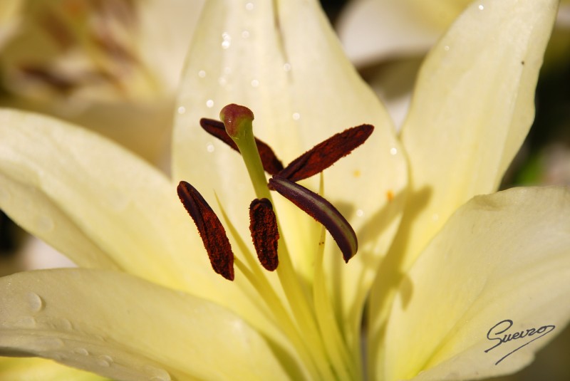 en el corazon de una flor