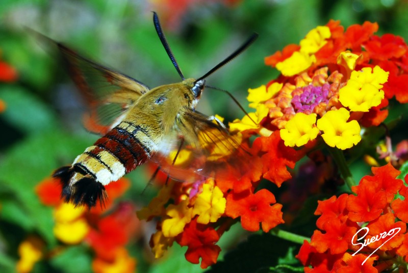 macedonia de flores