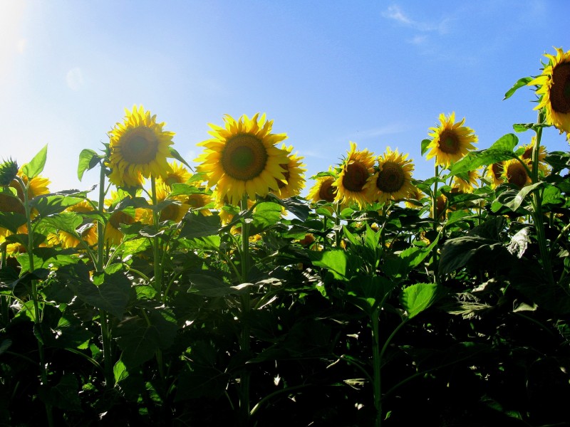 TIEMPO DE GIRASOLES